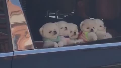 Cute dogs 😍😍