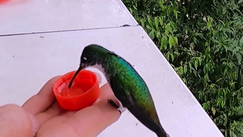 Tiny Hummingbirds Trusting On Human Hand To Sip Nectar - crazy Wildlife video