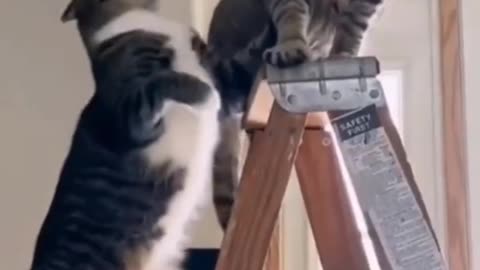 Funny video 📸 New funny animals video 🤣 cats 😺🐈 and dogs 🐕🐶 2024