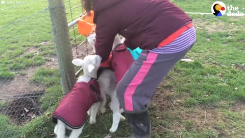 Little Lambs Race To See Who Gets To The Food First