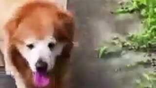 Lion dog walking
