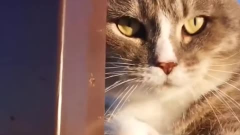 Cats || angry cat || funnycatvideos ||