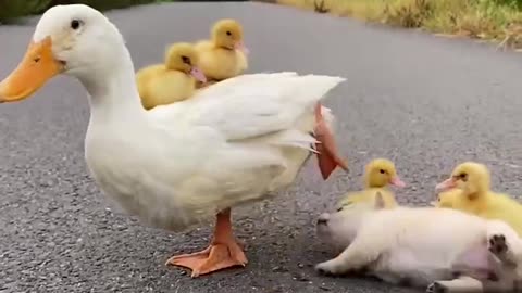 Mother duck and father dog with chicks