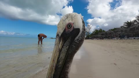 Cayo Coco Cuba