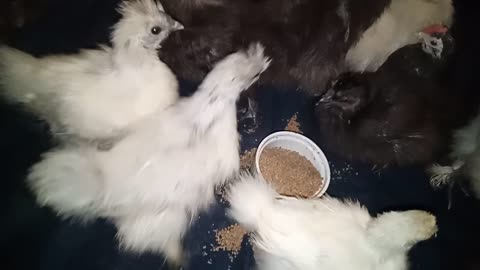 Silkie chicks going to bed 23rd September 2021