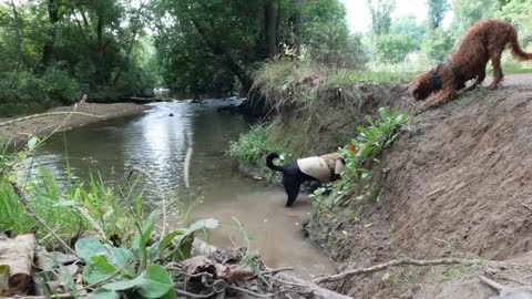 Little Dog Stuck in the Hole, Dad Helps Out!