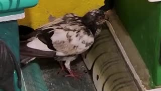Kind People Help A Struggling Pigeon