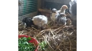 Cute Baby Chicks And Ducks 😍