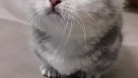 Funny pets video😹😸