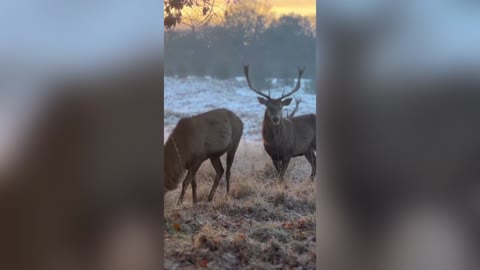 DEER-LIGHTFUL: Heartwarming Photos Of Park Life