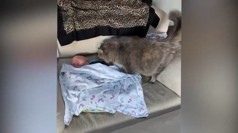 Cutest Babies Play With Dogs And Cats