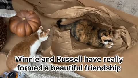 Cat Sibling Bonding With Winnie and Russell (Incl. A Special Smack From Russ) | CatManJohn