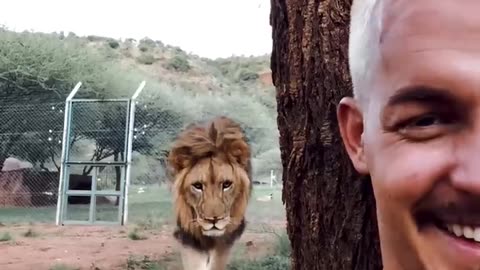 LION SNEAKS UP ON HUMAN!