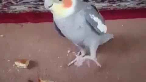 Singing Parrot