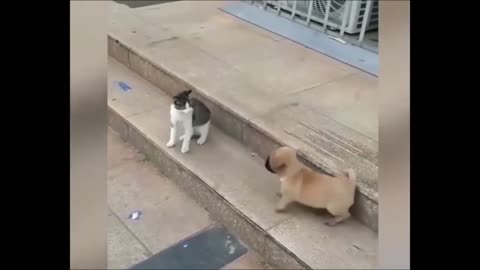 Funny Cats And Dogs