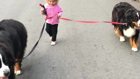 Tiny toddler expertly walks two huge dogs