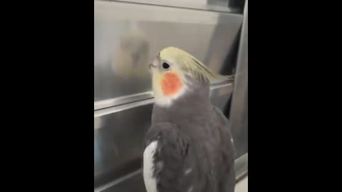 Funny Parrots Going Crazy - Cutest Parrots Compilation-14