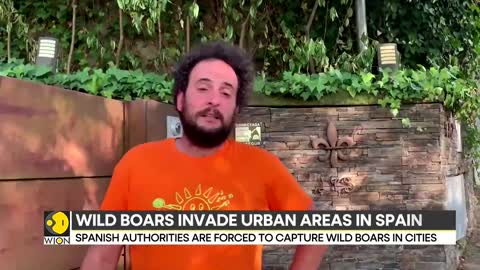 Spain: Wild boars pose threat to humans, authorities warn residents | Latest World News | WION