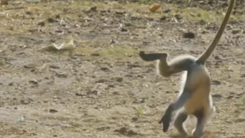 Funniest monkey - adorable and humorous monkey footage