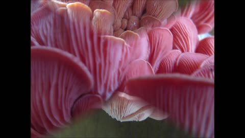 Producing A Ton Of Fruit Pink Oyster Mushrooms April 2023