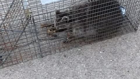 RACCOON CAPTURED NEWS AT 11....