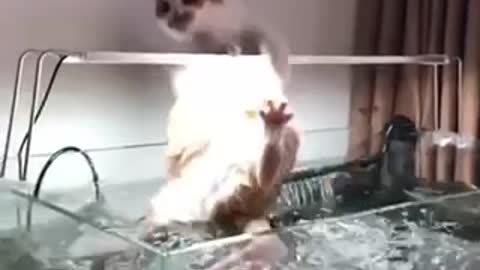 This cat trying to catch fish in the aquarium