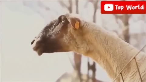 "Young Boy Loves Goats: Funny Goat Antics Compilation"