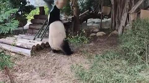 Giant pandas can be a bit dotty, too