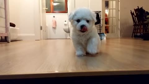 Pippin the 6 week old Bichon pup yapping to be helped down the stairs