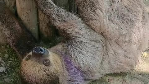 sloth