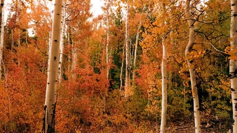 The video showcases a beautiful birch tree during the autumn season.