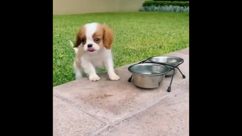 🤩💗 cute & Funny pappy video /that Are Impossible Not to AWW At 🐕🐶/ cute 😂🥰
