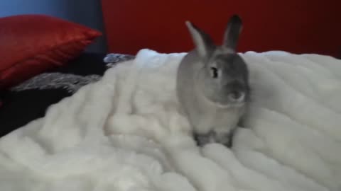 BUNNY MAKES BED