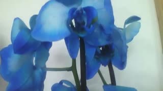 Beautiful blue orchids in the flower shop, they are very pretty [Nature & Animals]