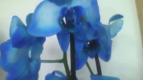 Beautiful blue orchids in the flower shop, they are very pretty [Nature & Animals]