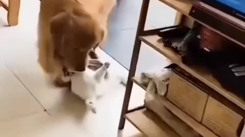 Dog and cat funny video 😁