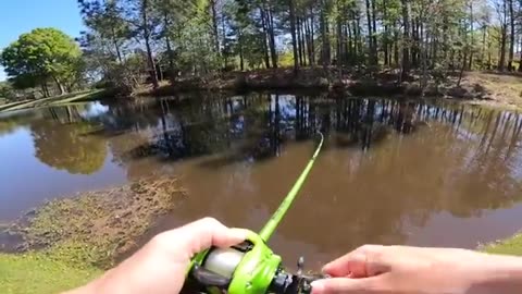 Fishing for GIANT Bass in SMALL Ponds (Bed Fishing)