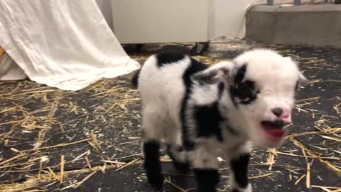 Baby goat making the cutest noise