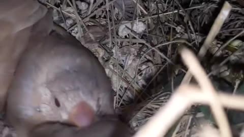 nest of java sparrow / rice java / Indonesian bird