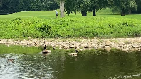 Cormorants and Canada Geese