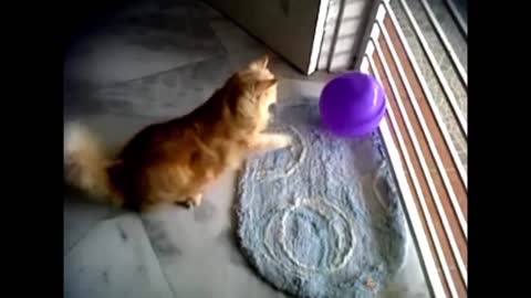 so funny video cat🐈 moments balloons 🐈 funny