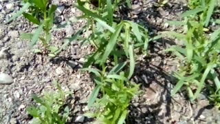 Russian tarragon garden with a mix of lemon balm, bee balm, Oregano, and sweet Annie.