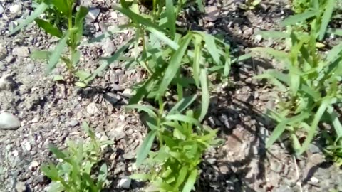 Russian tarragon garden with a mix of lemon balm, bee balm, Oregano, and sweet Annie.