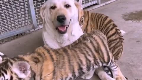 when the dog becomes the tiger's nanny