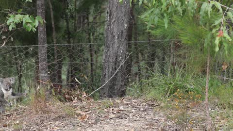 Cute Koala Rescue