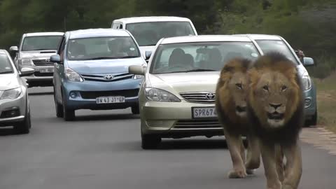Lions cause big traffic jam. Watch this amazing video.