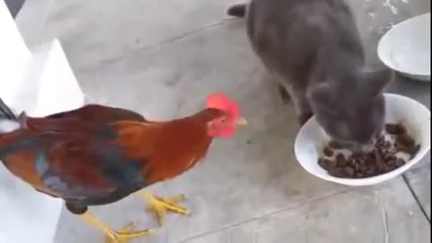 Funny fight between the cat and the chicken