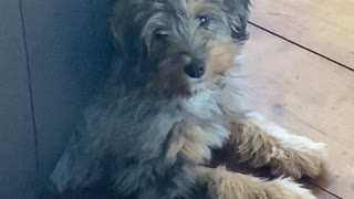 Baby Pup Peeks From The Couch