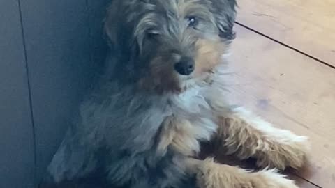 Baby Pup Peeks From The Couch