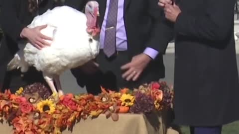 8_No fowl play. Biden pardons Thanksgiving turkeys Chocolate and Chip #shorts #biden